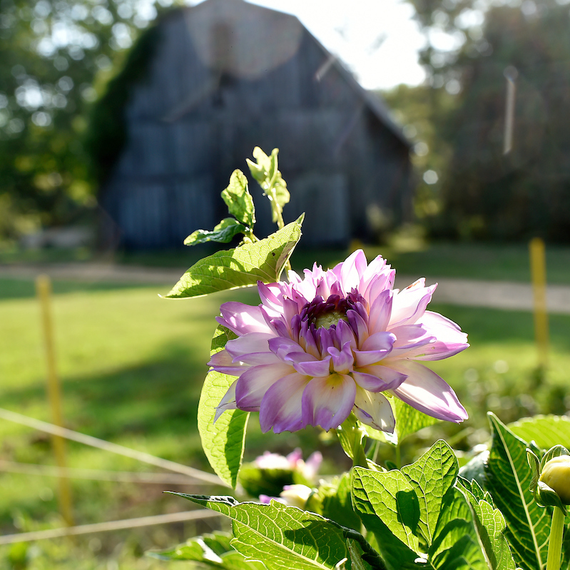 locally grown fresh flowers in Southern Maryland