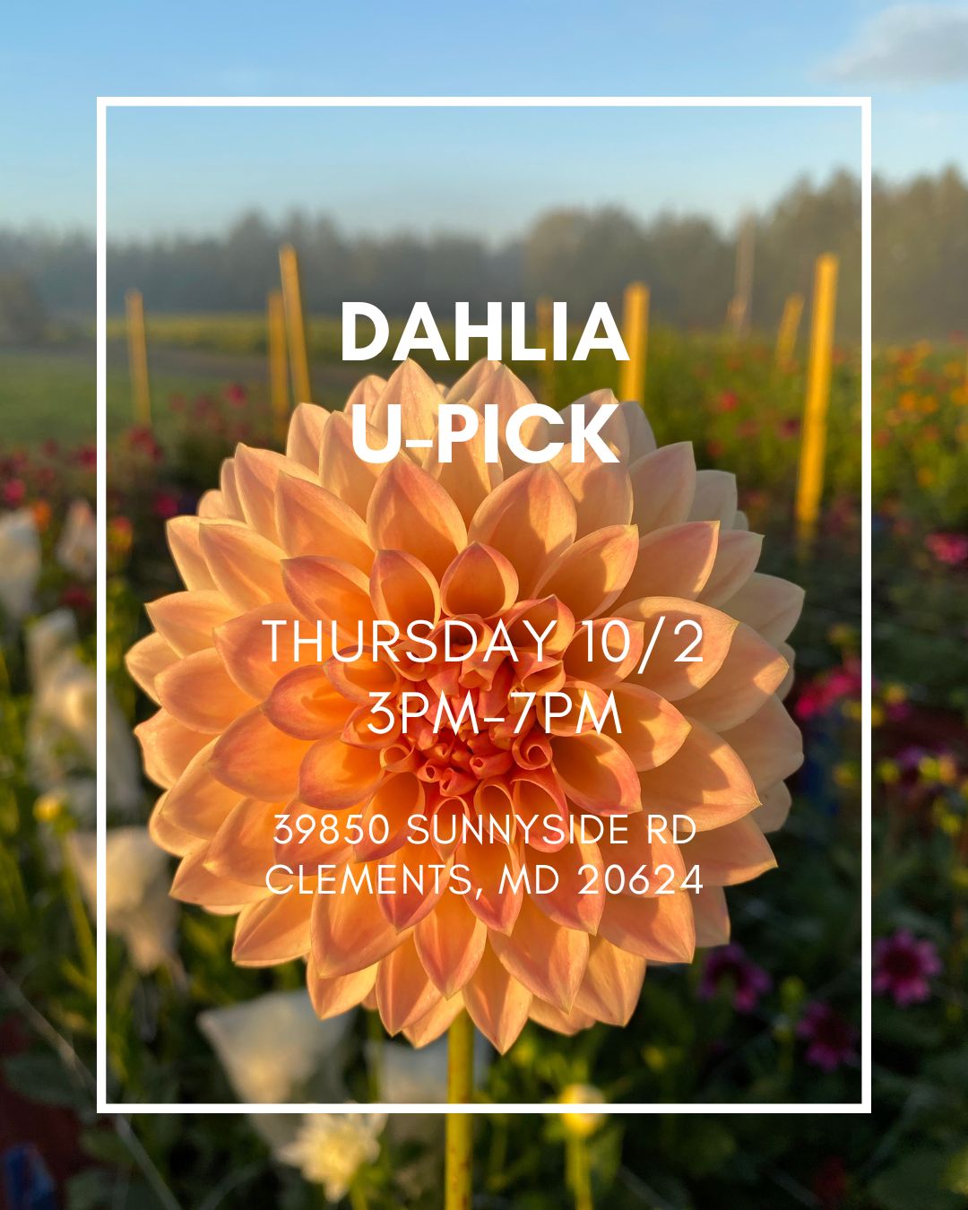 October 2nd U-Pick Ticket