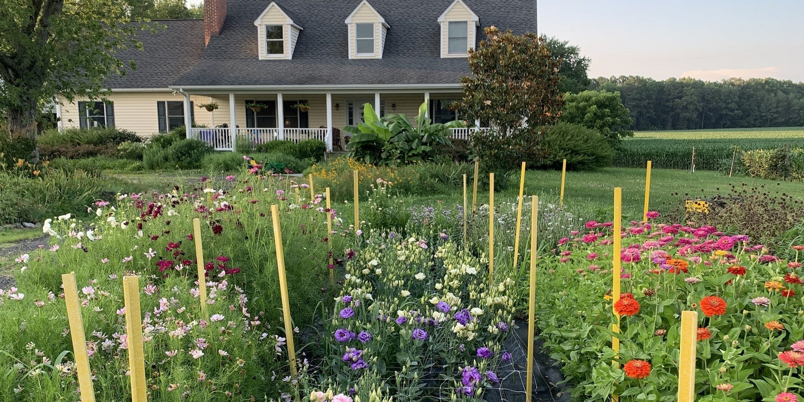 locally grown fresh cut flowers Southern Maryland
