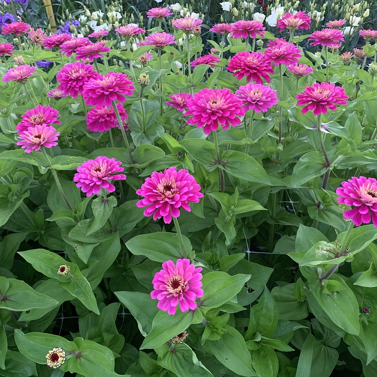 locally grown fresh flowers in Southern Maryland